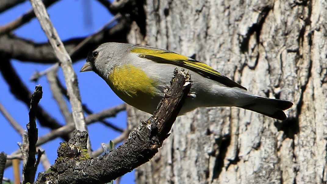 Lawrence's Goldfinch - ML464755881