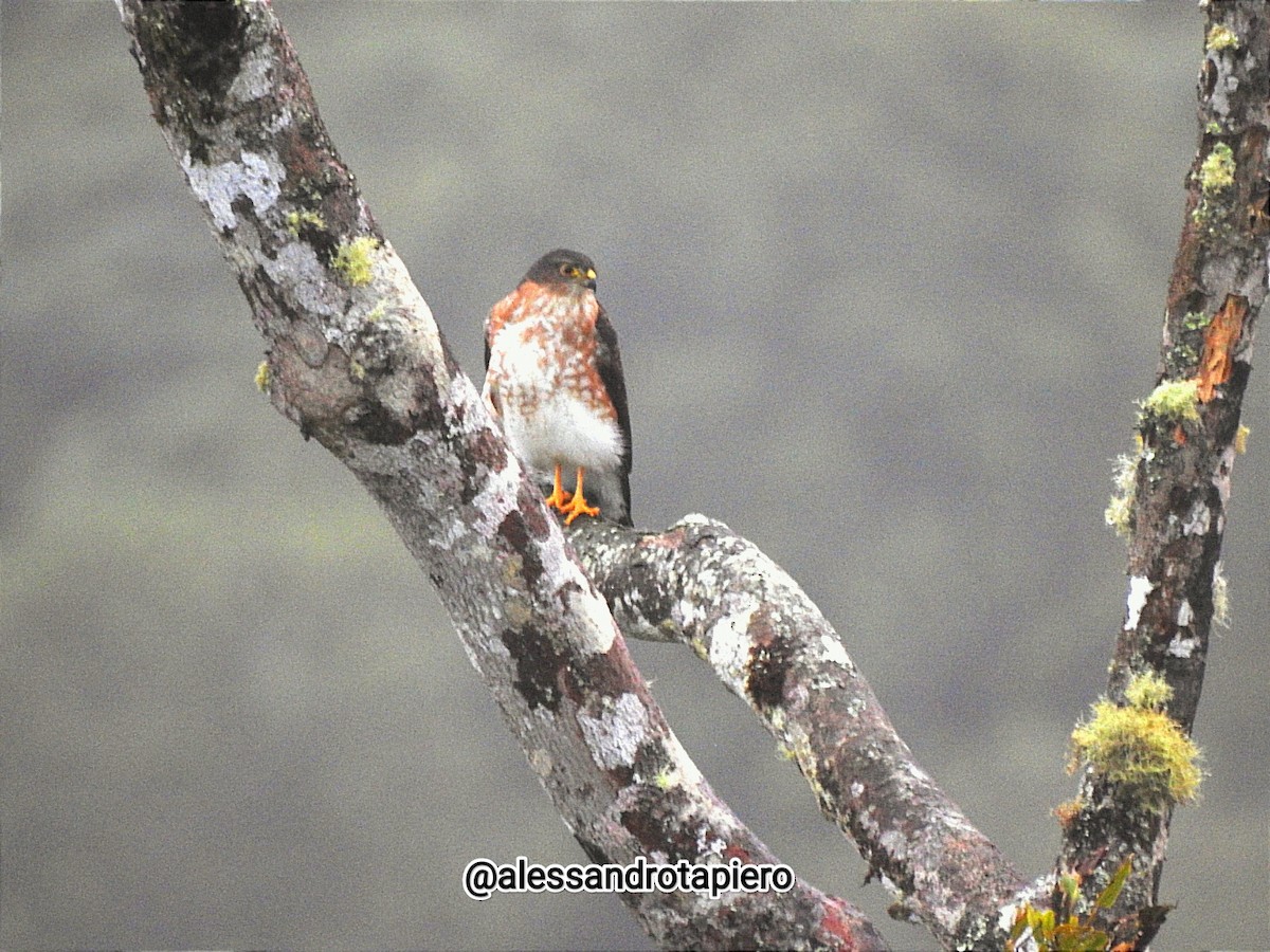 Sharp-shinned Hawk - ML464757501