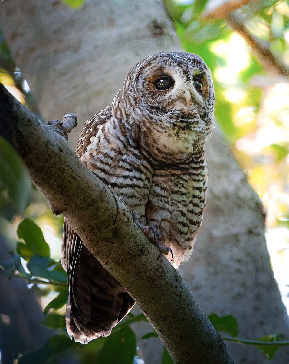 Rufous-legged Owl - ML464758561