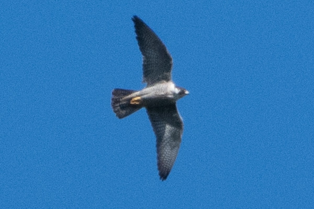 Peregrine Falcon - ML464758941