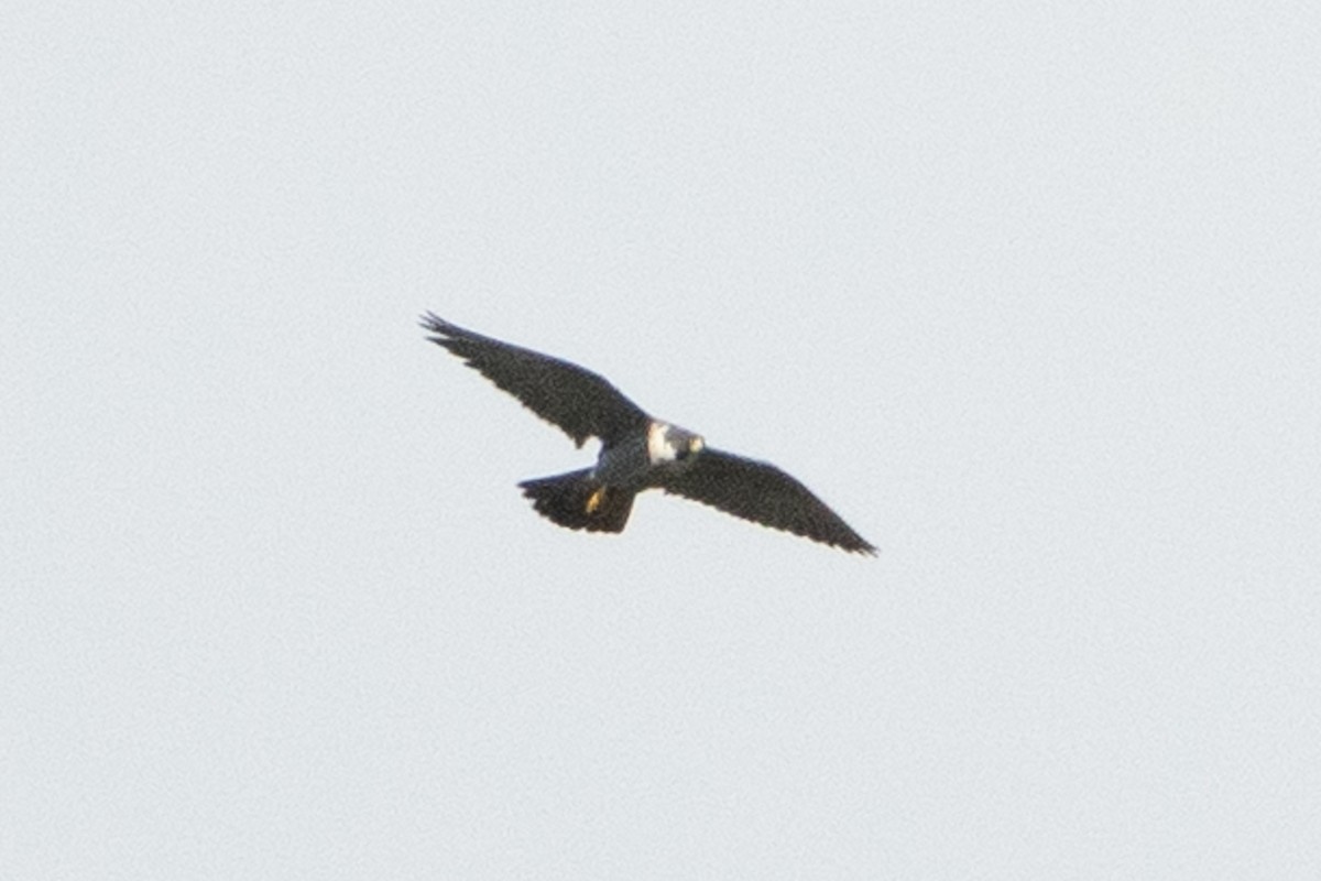 Peregrine Falcon - ML464759071