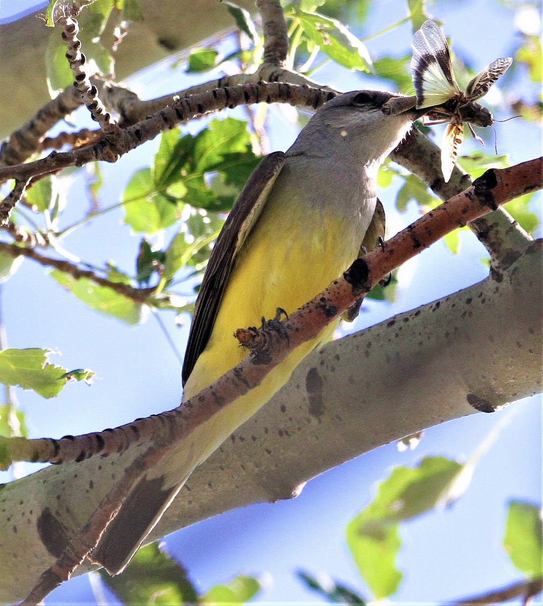 ニシタイランチョウ - ML464759471