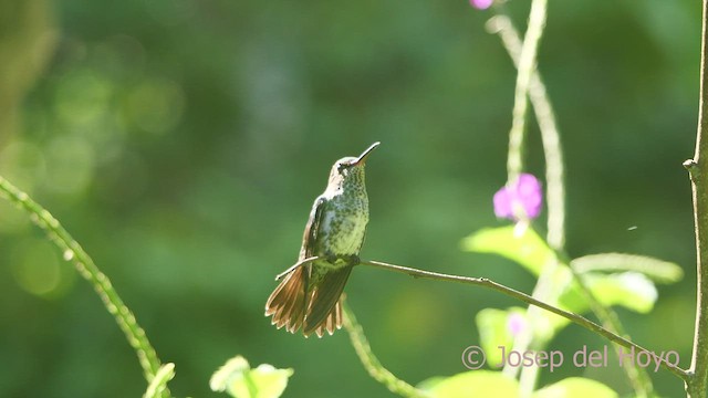 Damlalı Kolibri - ML464759601