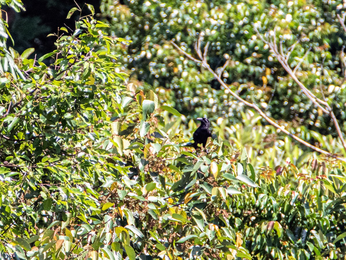 Slender-billed Crow - ML464759861