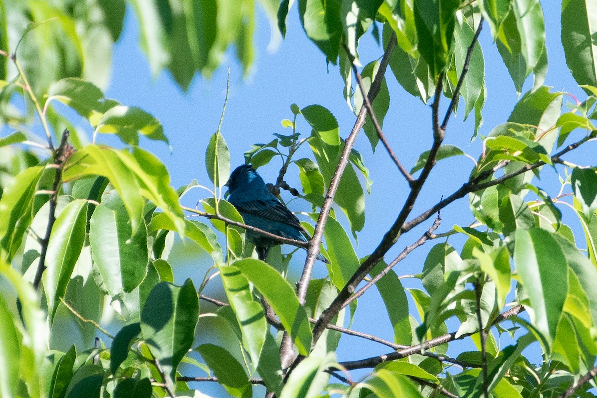 Passerin indigo - ML464760191