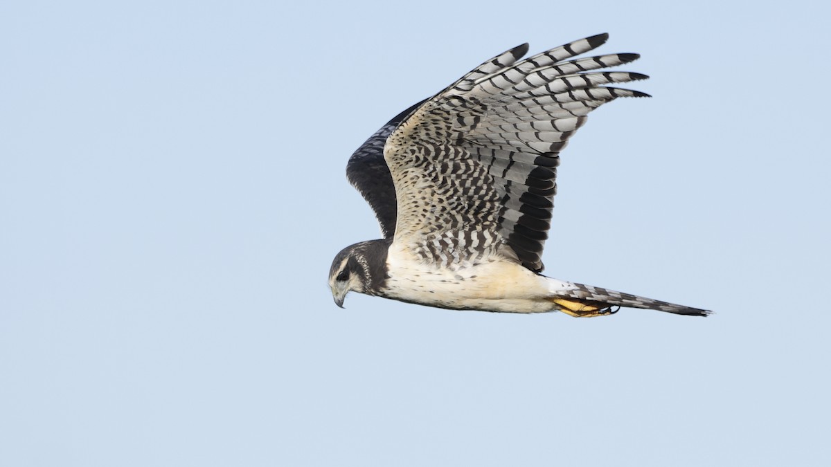 Long-winged Harrier - Jorge Chamorro