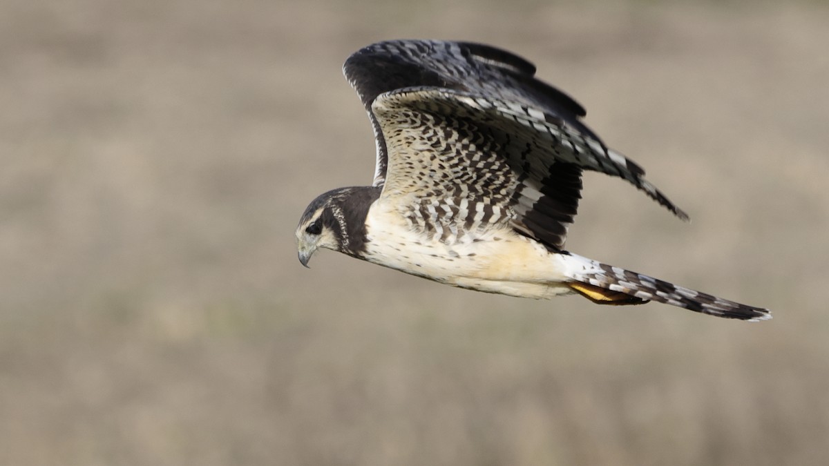 Long-winged Harrier - Jorge Chamorro