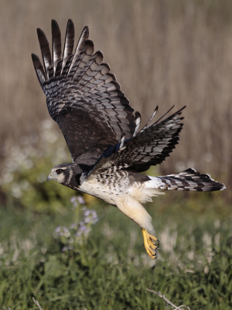 Long-winged Harrier - Jorge Chamorro