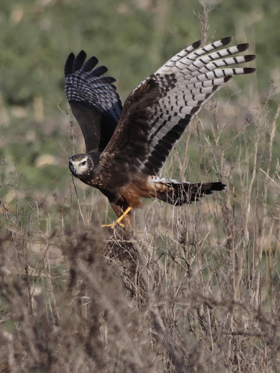 Long-winged Harrier - Jorge Chamorro