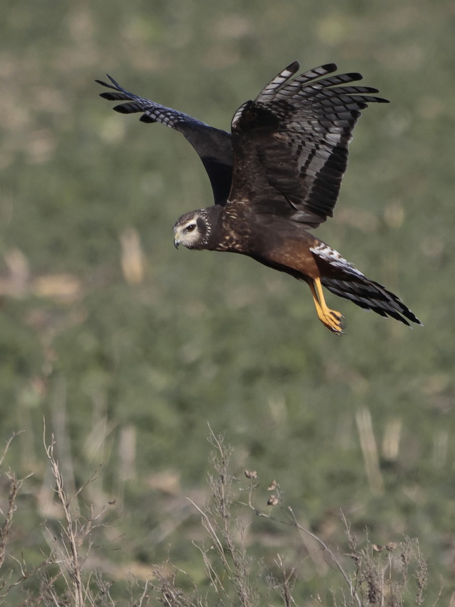 Long-winged Harrier - Jorge Chamorro