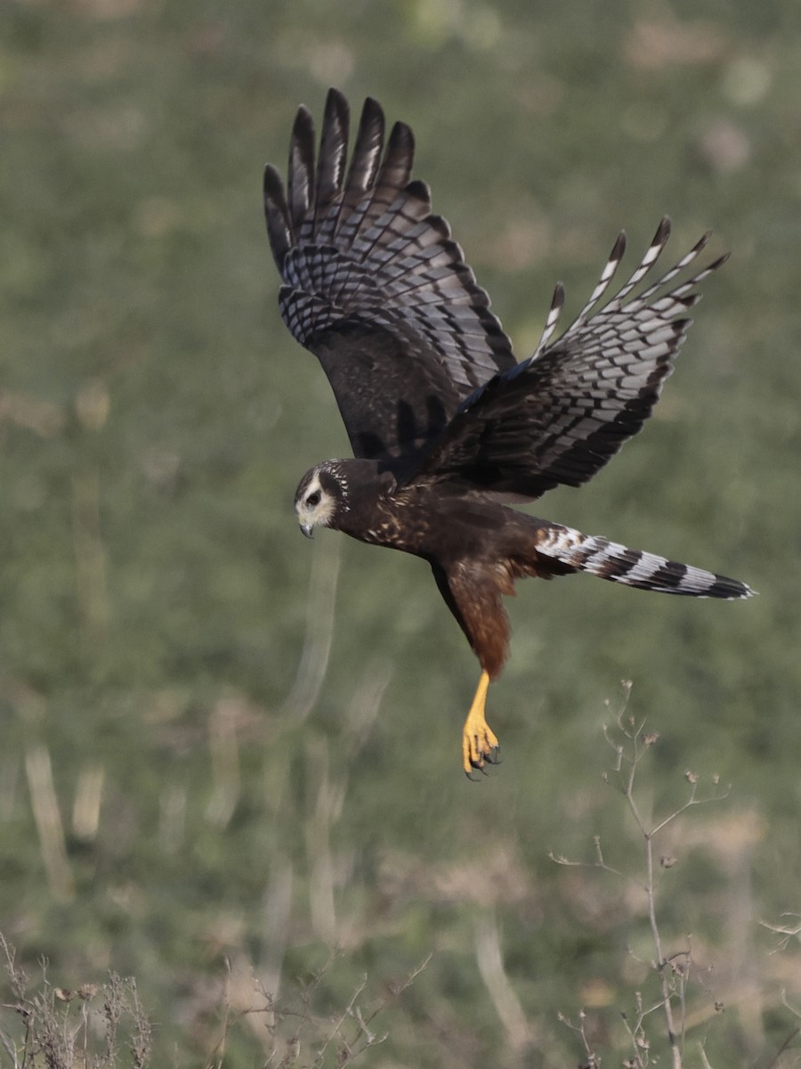 Long-winged Harrier - Jorge Chamorro