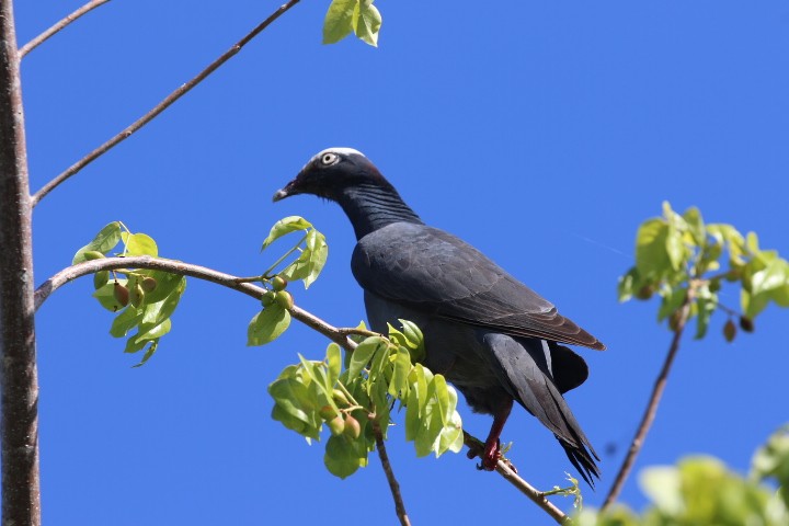 Pigeon à couronne blanche - ML464760631