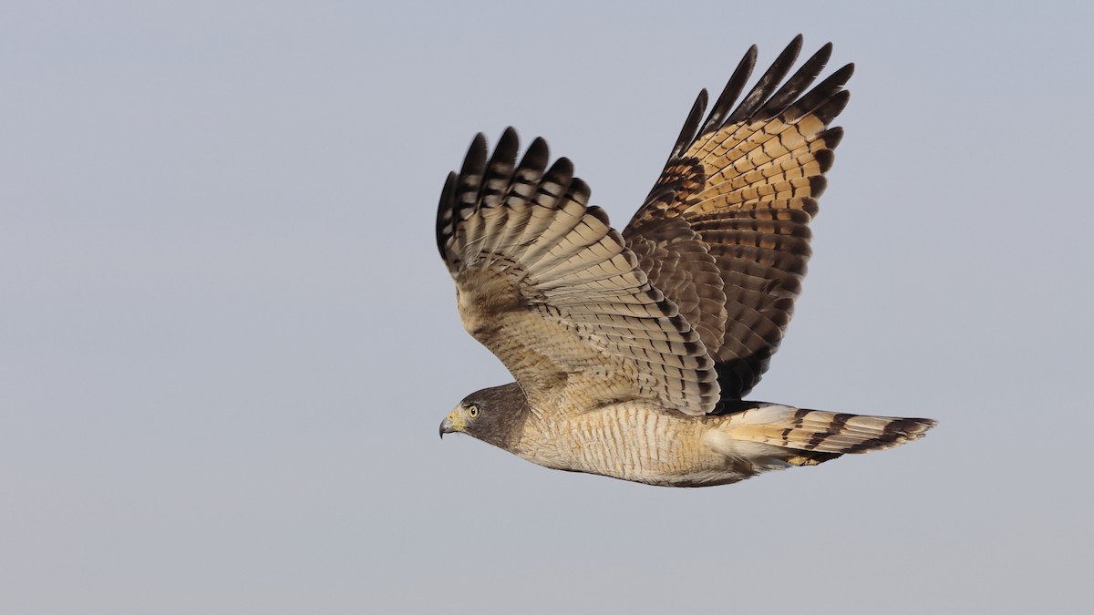 Roadside Hawk - ML464760661