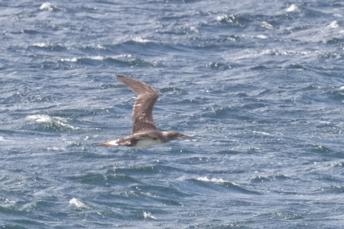 Northern Gannet - ML464761291