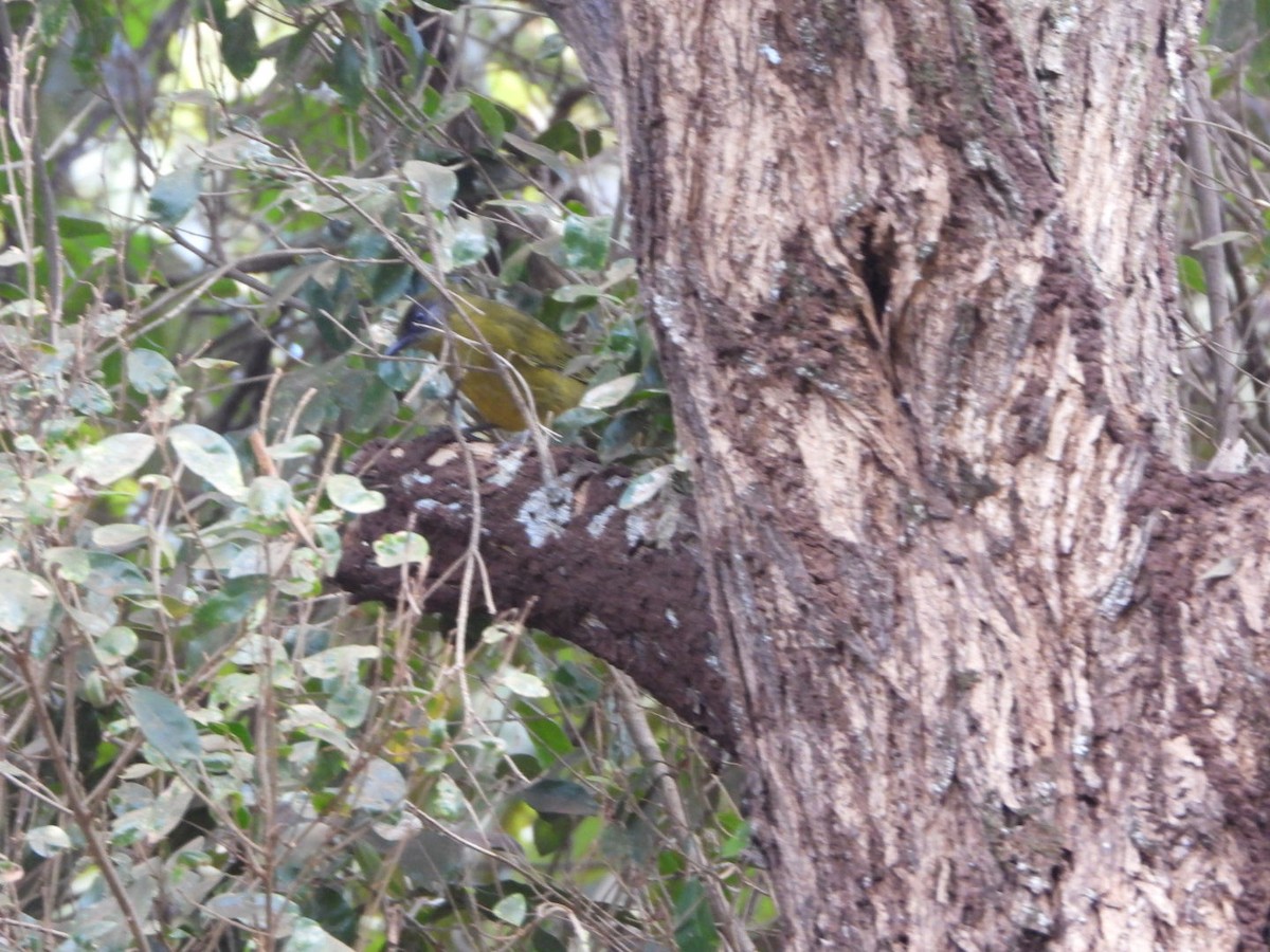 Bulbul montagnard (striifacies) - ML464762131