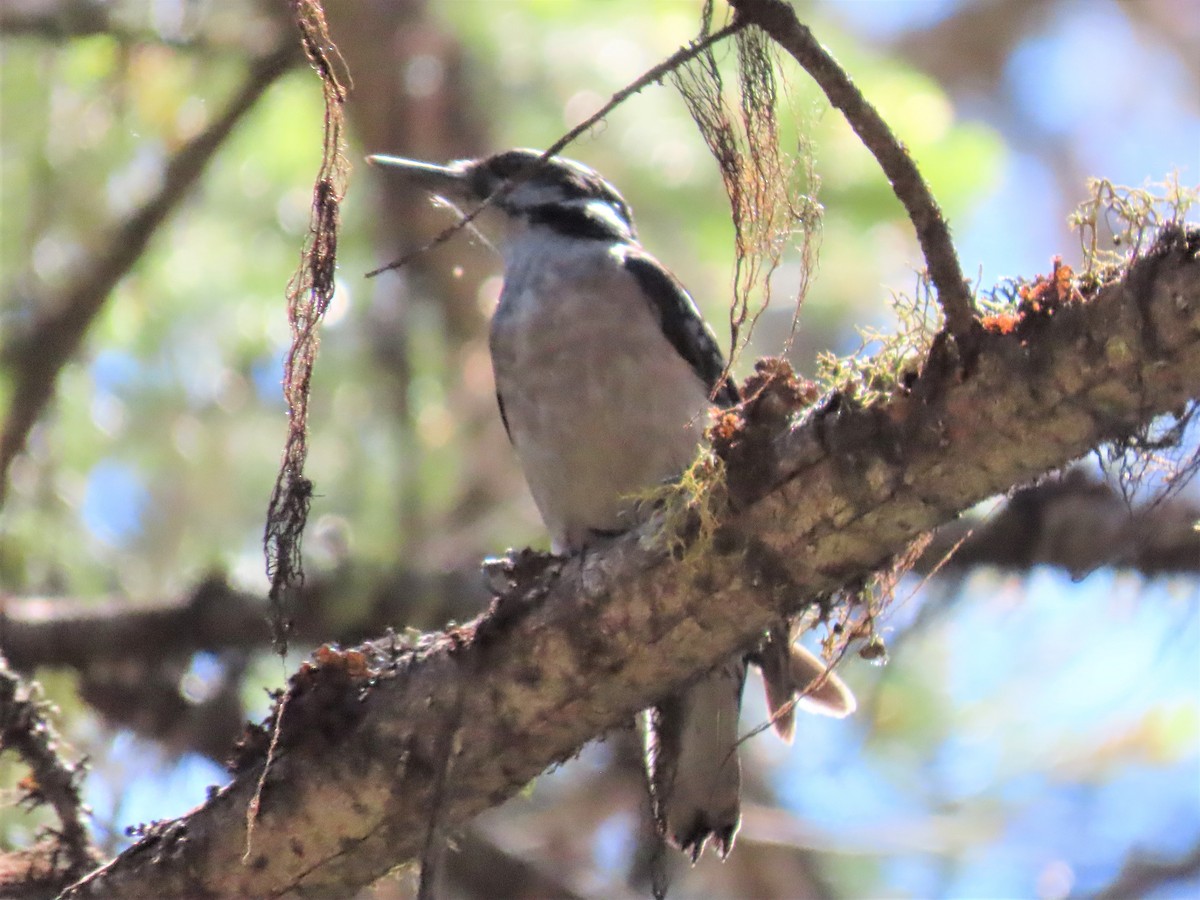 Hairy Woodpecker - ML464762201