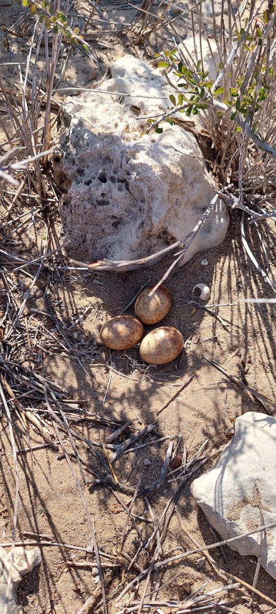 Madagascar Sandgrouse - ML464762461