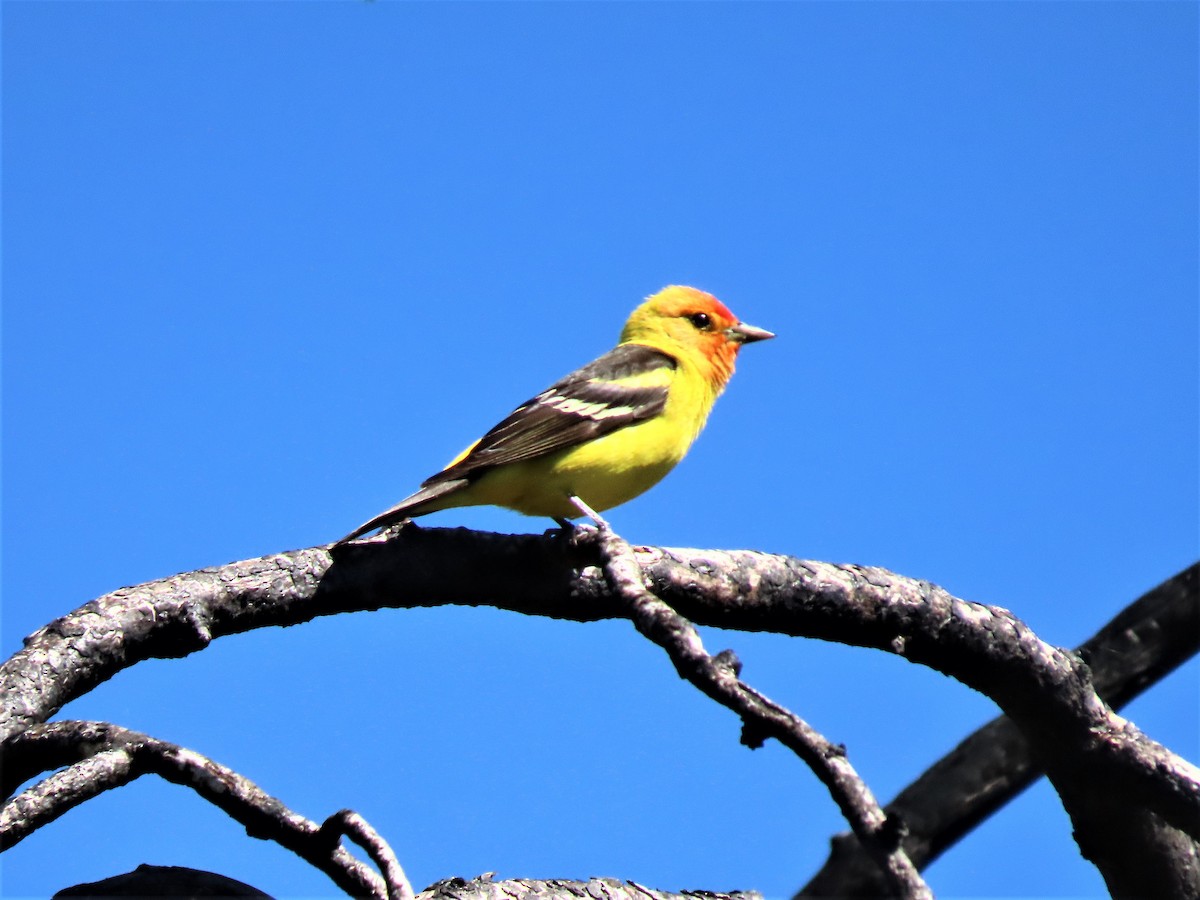 Western Tanager - ML464762481