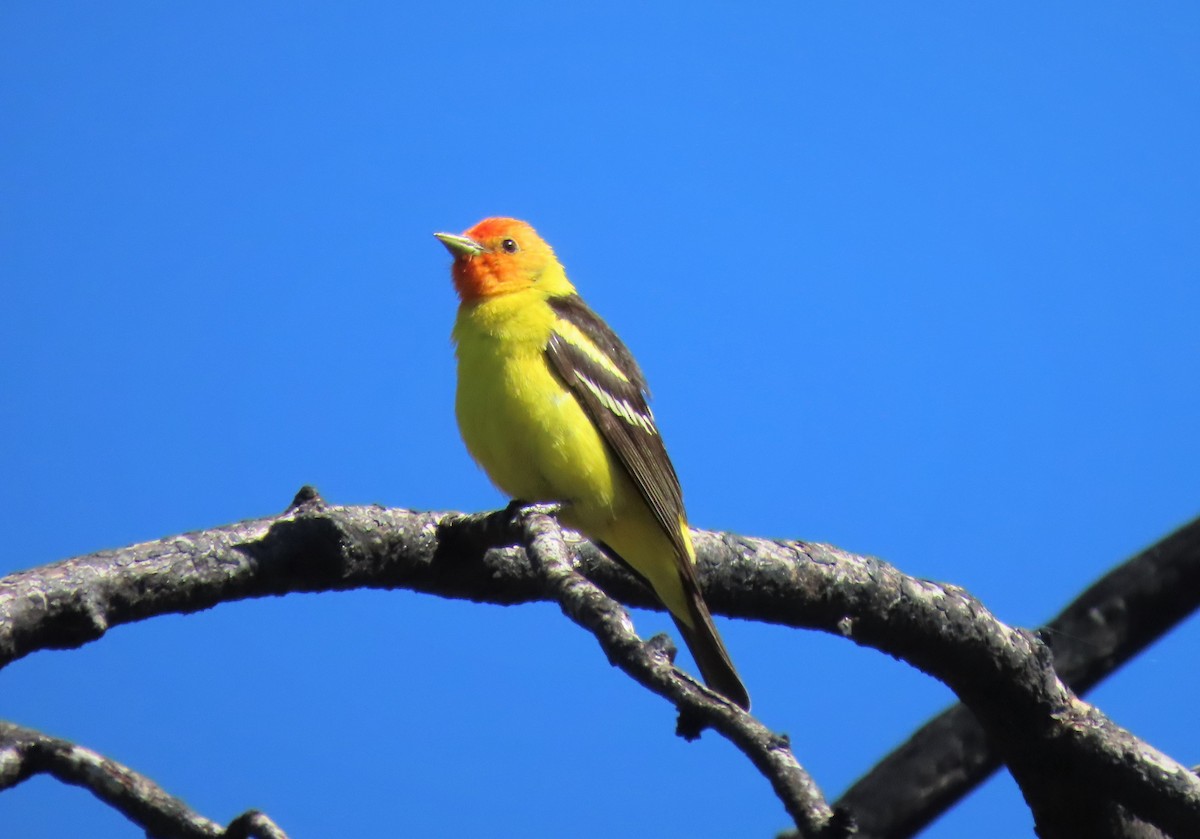 Western Tanager - ML464762491
