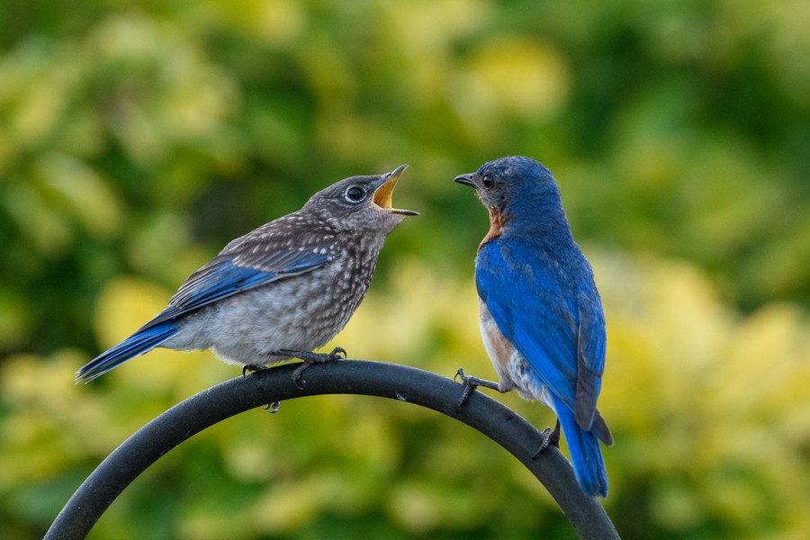 Eastern Bluebird - ML464762601