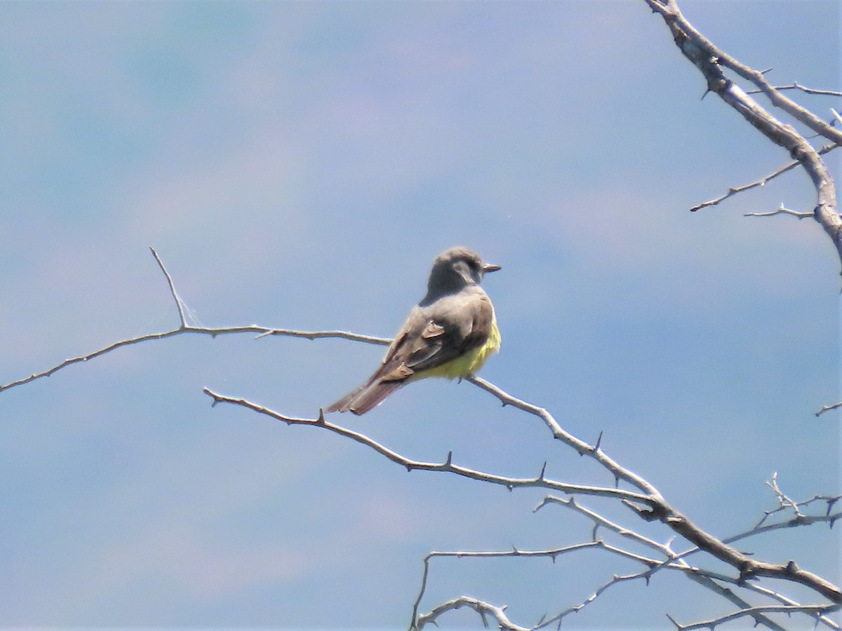 Western Kingbird - Craig Johnson