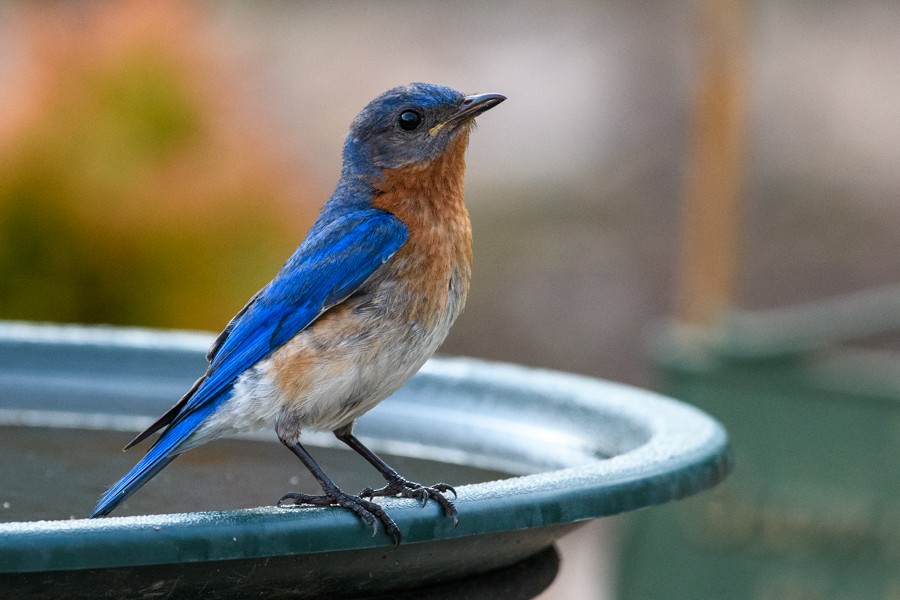 Eastern Bluebird - ML464762691