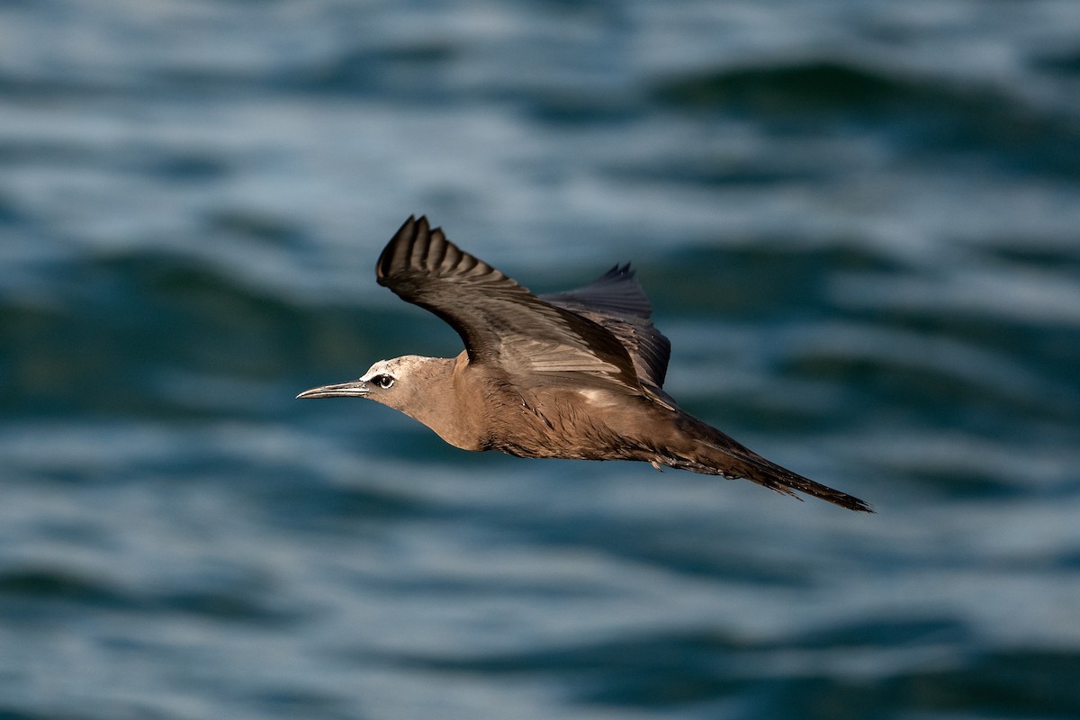 Brown Noddy - ML464763851