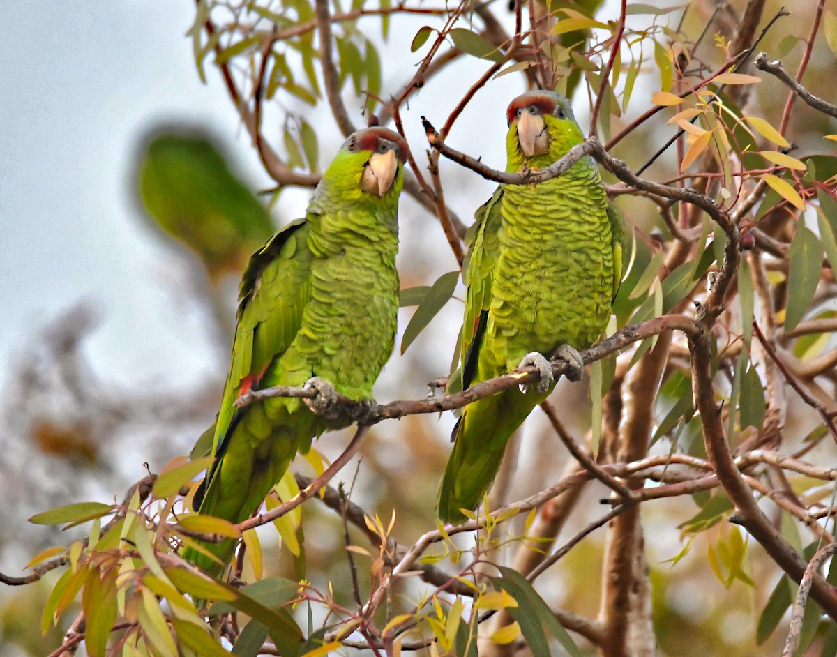Lilac-crowned Amazon - Barbara Wise