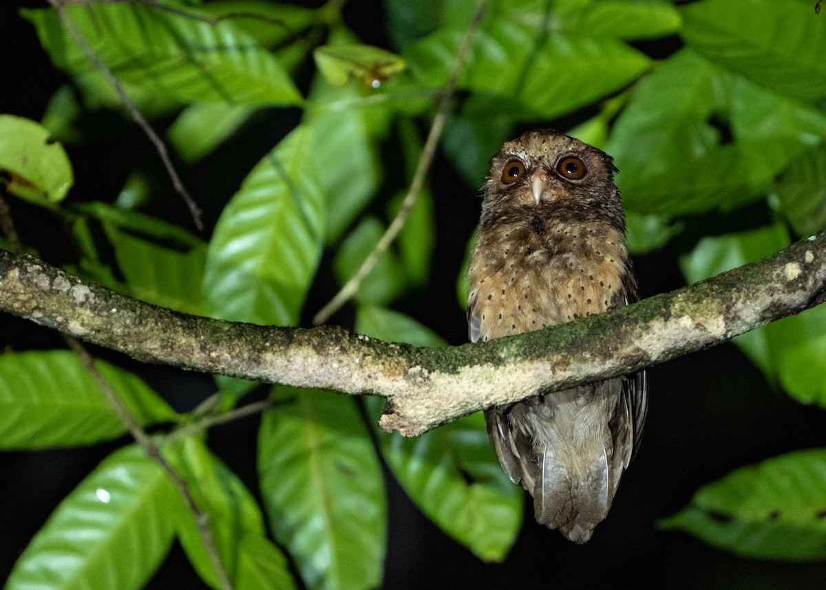 Reddish Scops-Owl - ML464767371