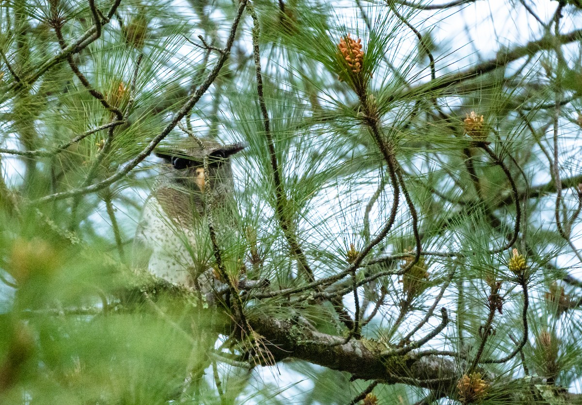 Barred Eagle-Owl - ML464767491