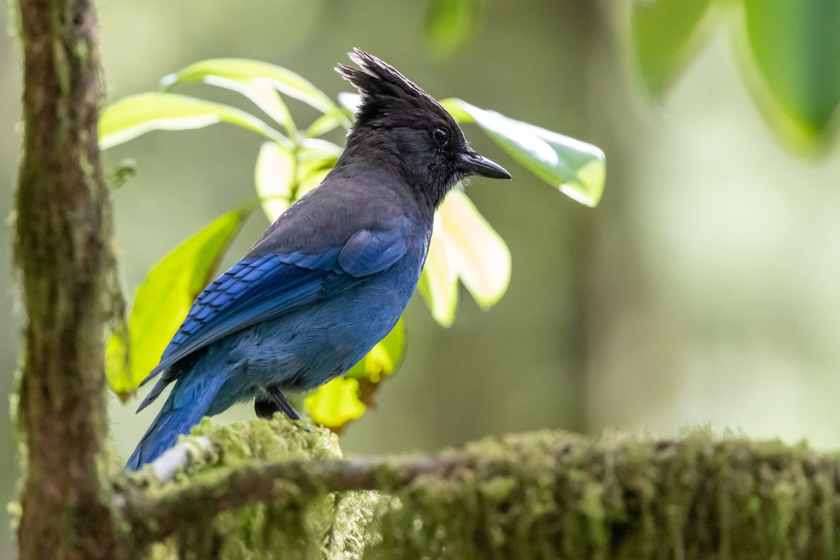 Steller's Jay - ML464768541