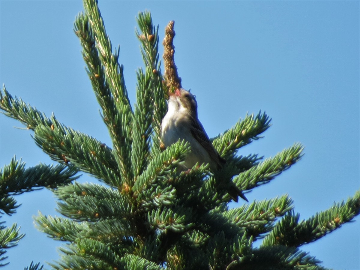 Clay-colored Sparrow - ML464769271