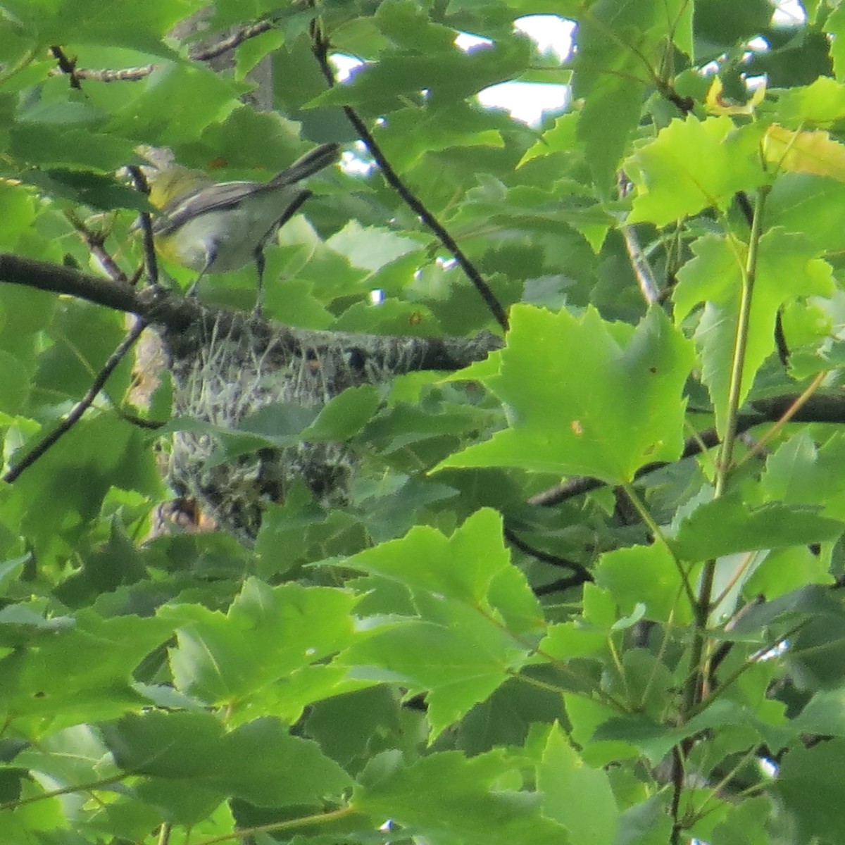 Yellow-throated Vireo - ML464769511