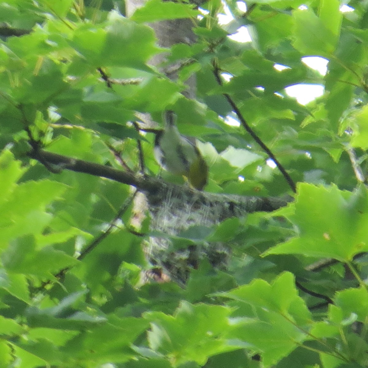 Yellow-throated Vireo - ML464769521