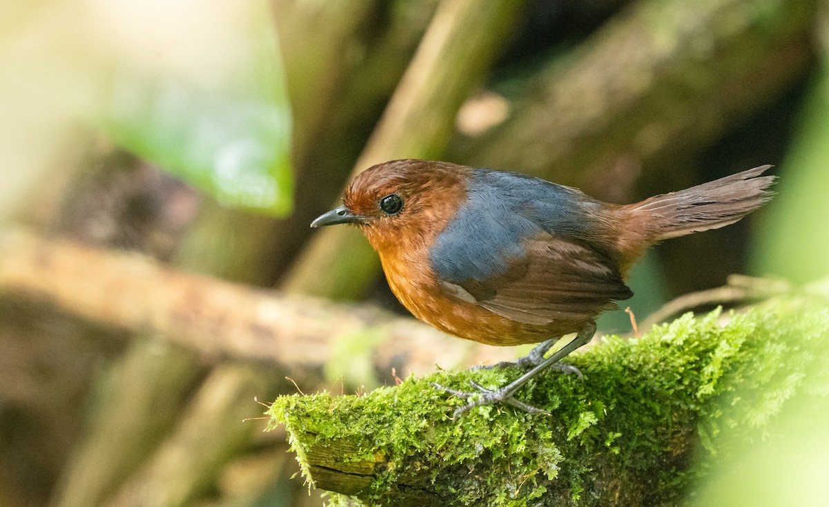 Bornean Shortwing - Wilbur Goh
