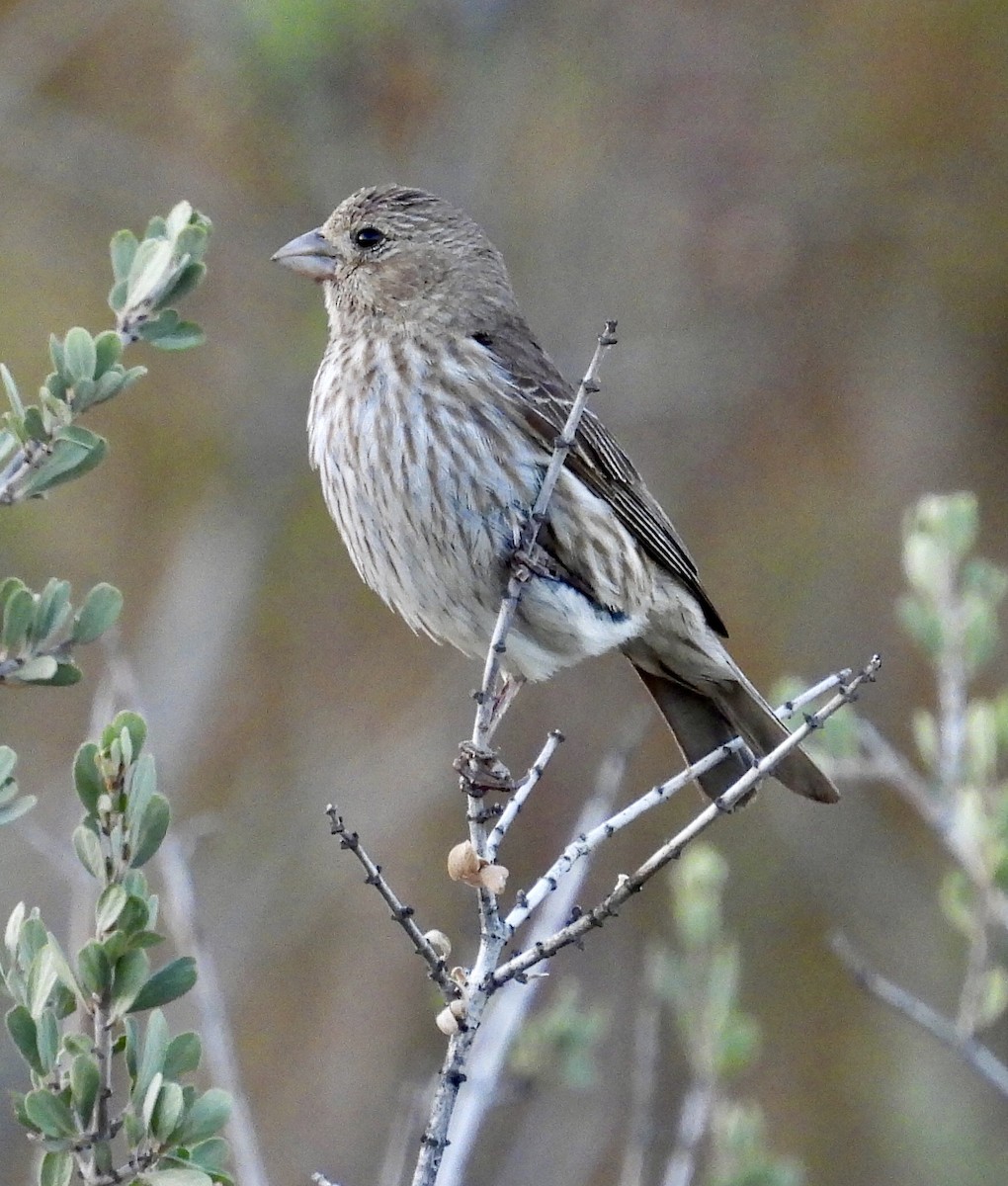 House Finch - ML464770081