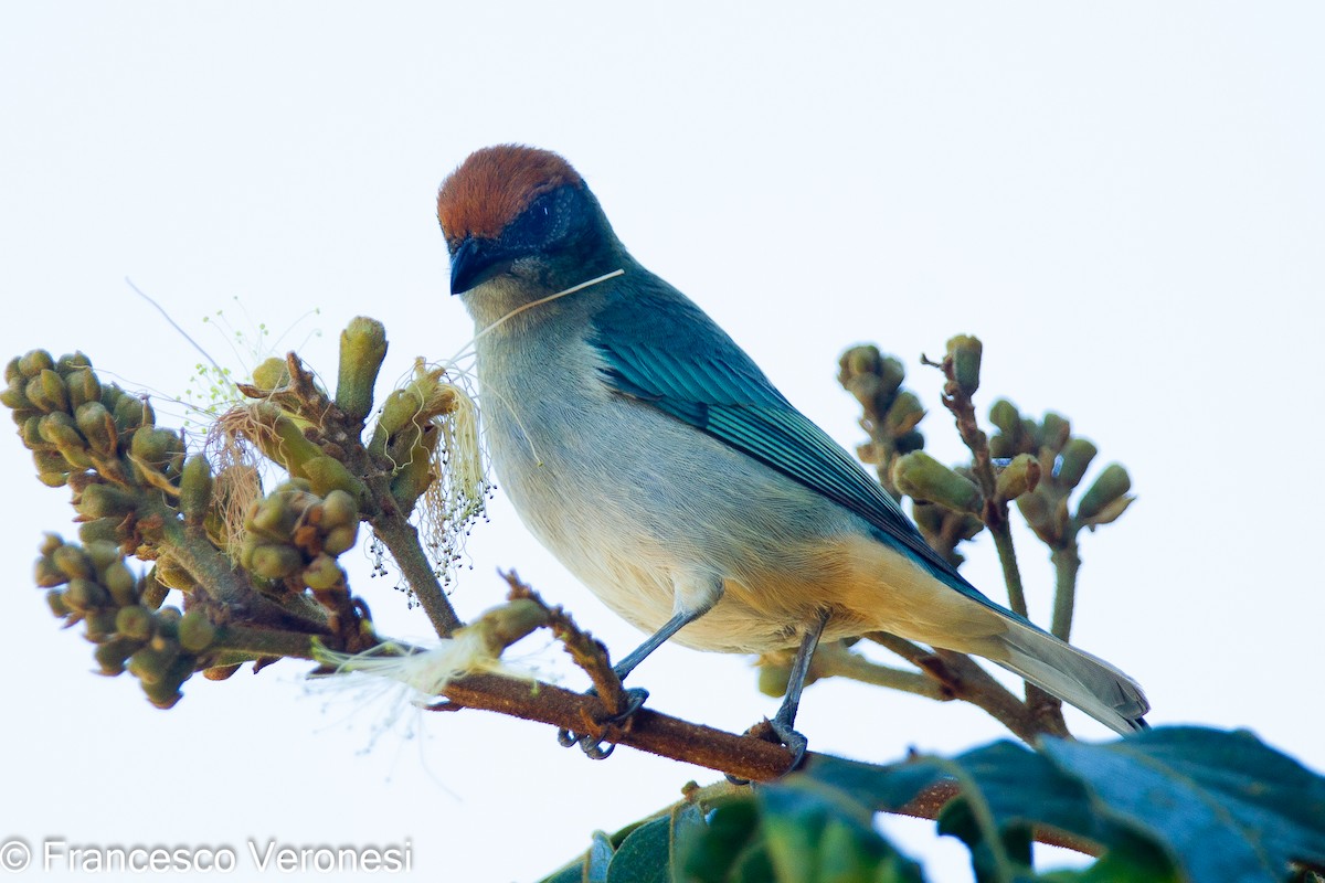 Scrub Tanager - Francesco Veronesi