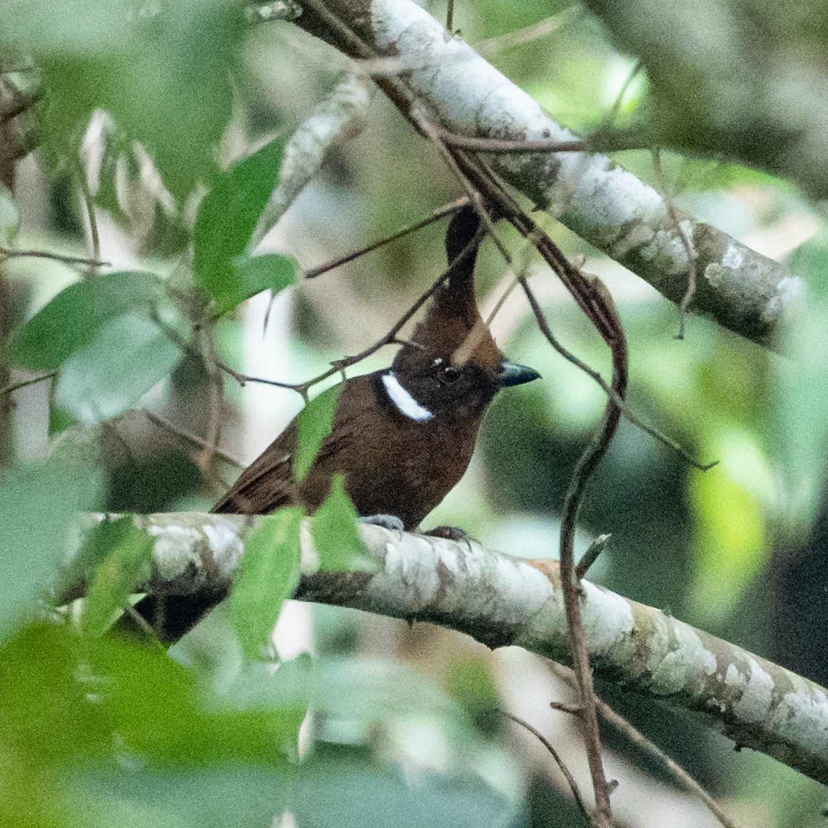 Crested Jayshrike - ML464772001