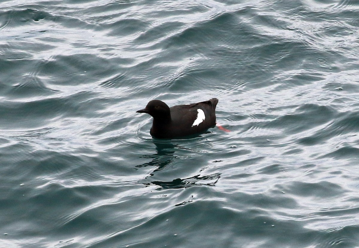 Pigeon Guillemot - ML464774851