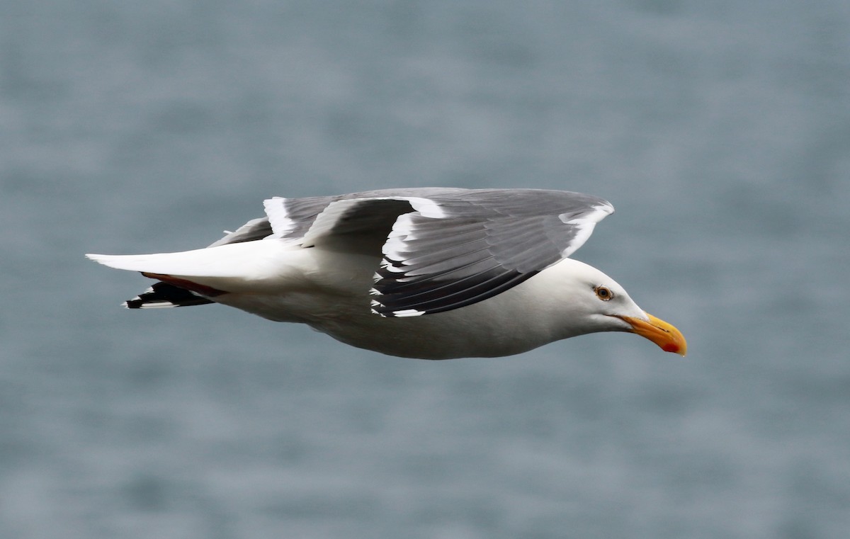 Western Gull - Joe Woyma