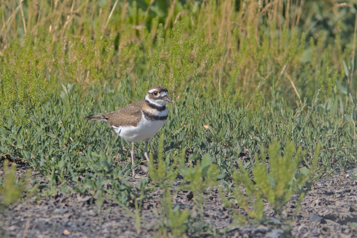 Killdeer - David Guertin