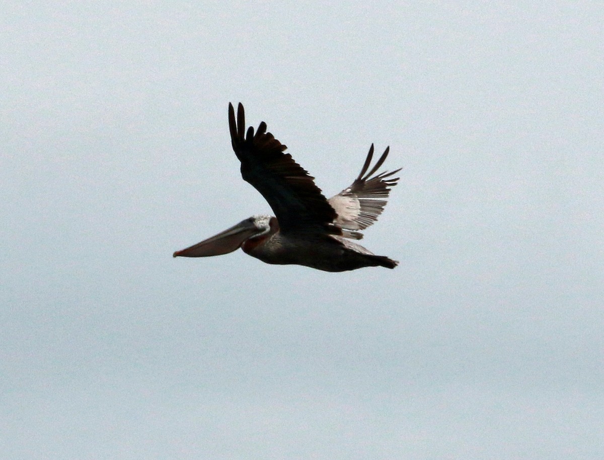 Brown Pelican - ML464775181