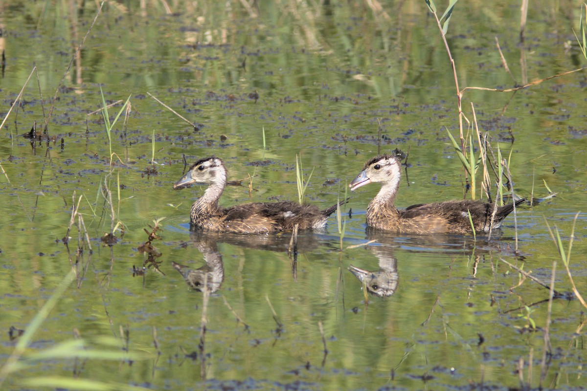 Wood Duck - David Guertin