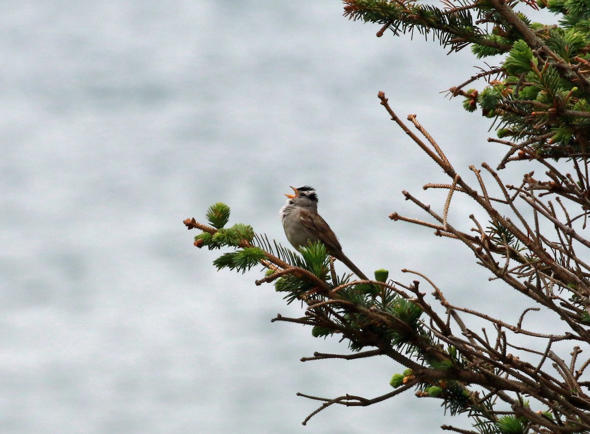 White-crowned Sparrow - Joe Woyma