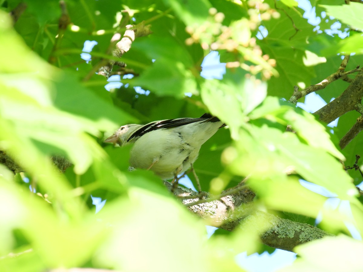 American Goldfinch - ML464775761