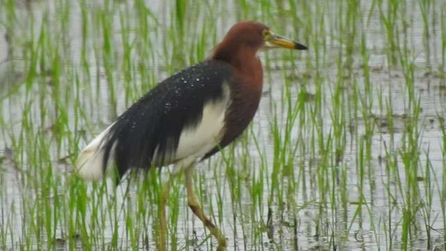 Chinese Pond-Heron - ML464775791