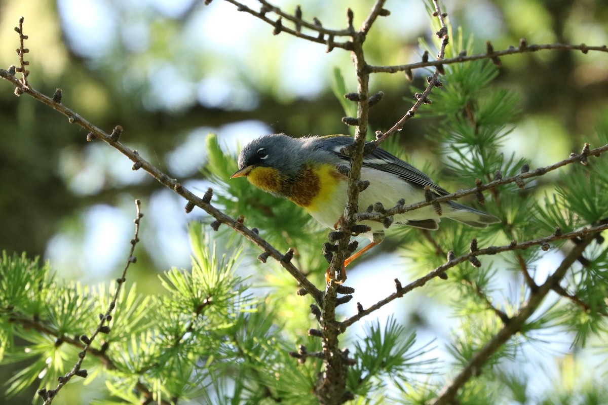 Northern Parula - ML464776071