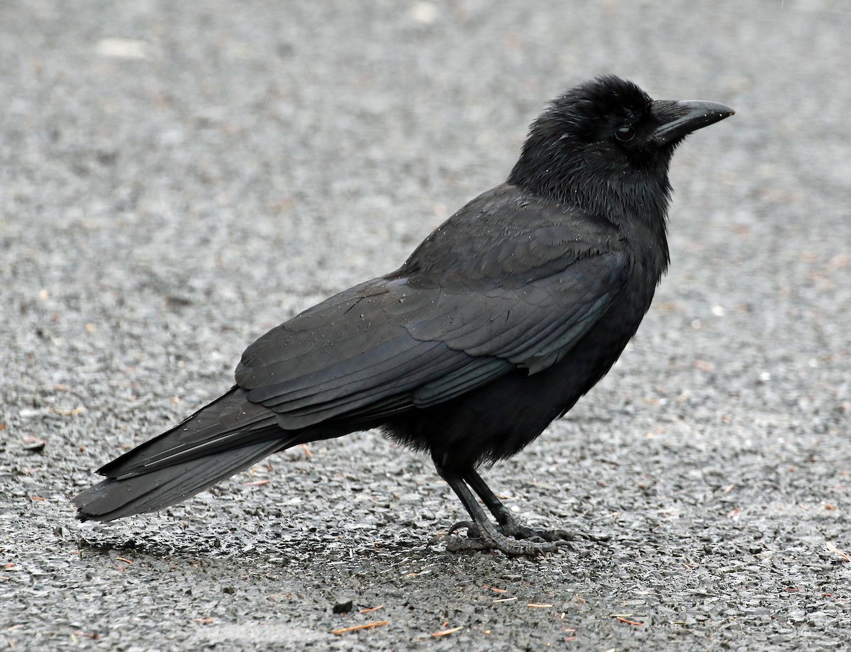 American Crow - ML464776281