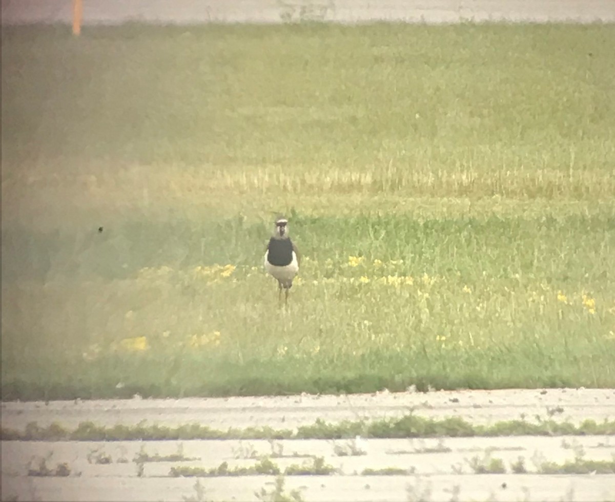 Southern Lapwing - ML464777441