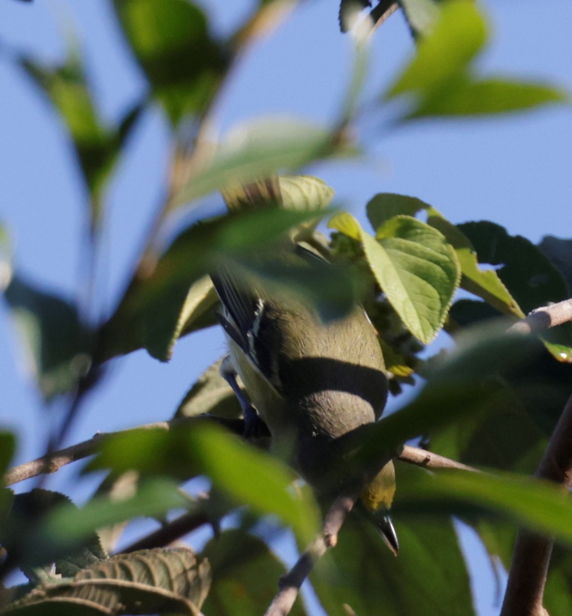 Mangrove Vireo (Northern Central America) - ML464777481